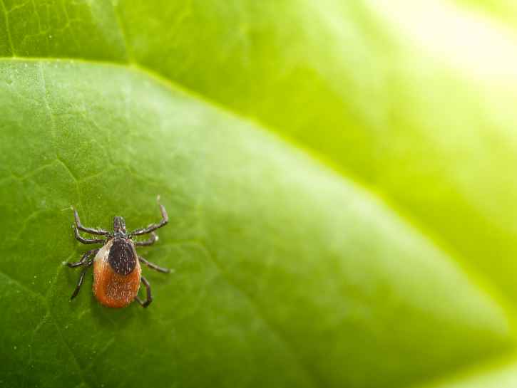 Borrelioosi: toimi näin, jos punkki puree